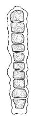 Macromitrium brevicaule, gemmae. Redrawn with permission from Vitt (1983, cited as M. wattsii).
 Image: R.C. Wagstaff © All rights reserved. Redrawn with permission from Vitt (1983). 